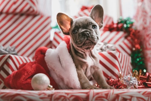 Christmas French bulldog puppy among wrapped presents
