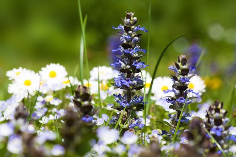 Blue purple wildflowers among white daisies