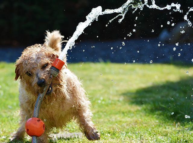 Wet dog biting garden hose spraying water