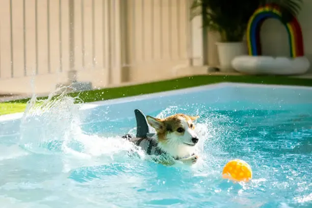 Corgi wearing shark fin chasing orange ball